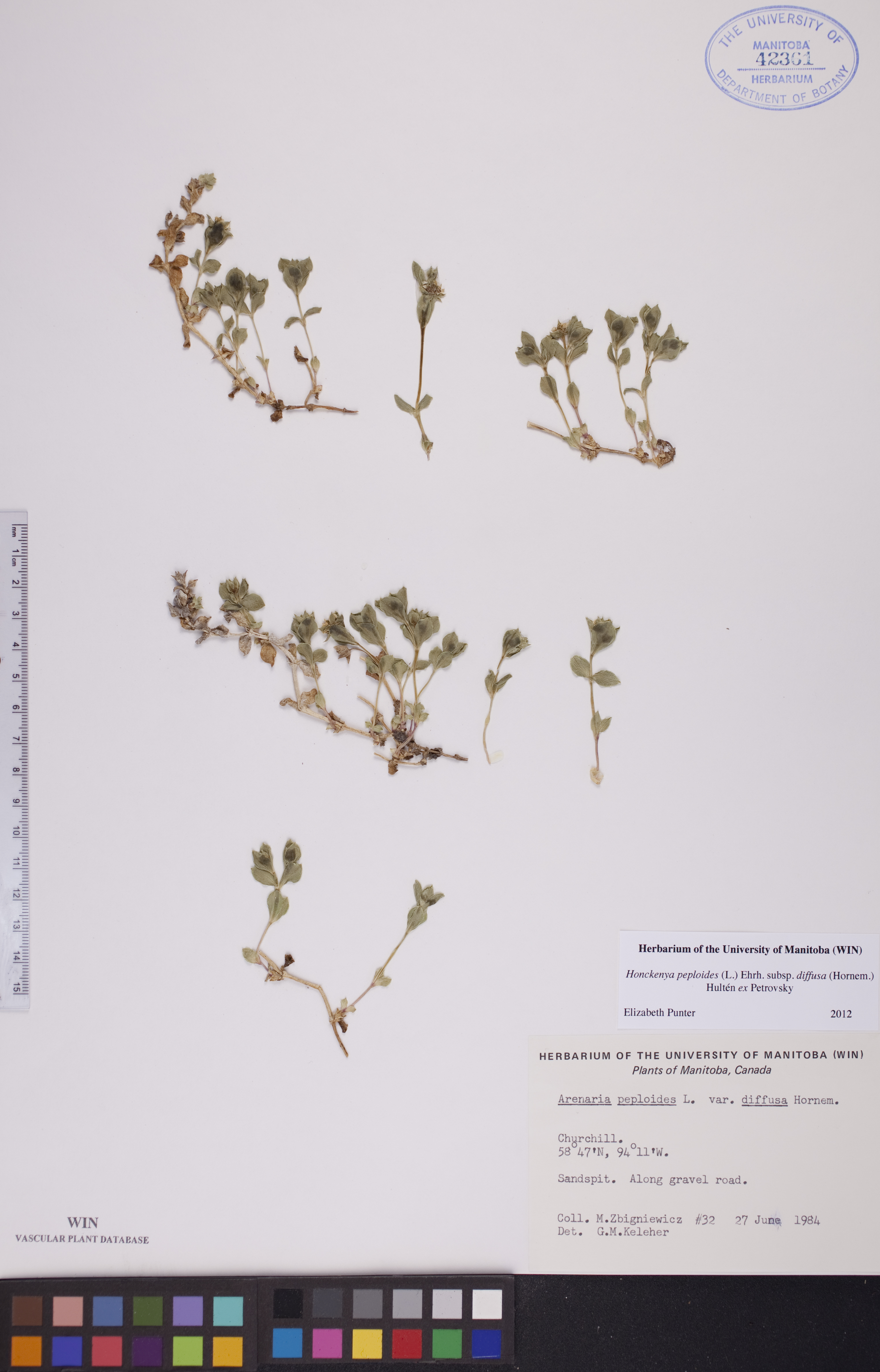 Honckenya peploides subsp. diffusa image